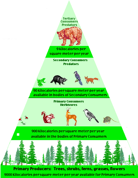 Biomass Pyramid of Environment