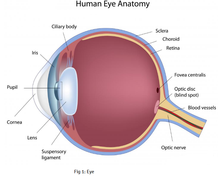 Human eye anatomy